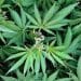 Cannabis