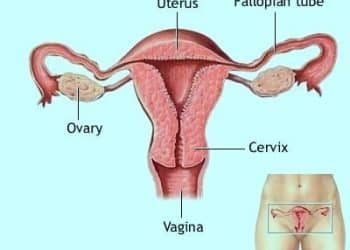 Women Fertility And Child Bearing
