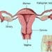 Women Fertility And Child Bearing