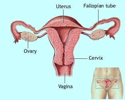 Women Fertility And Child Bearing