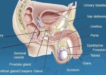 Men Fertility And Reproduction