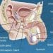 Men Fertility And Reproduction